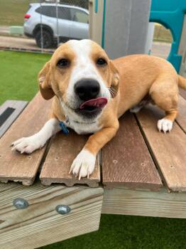 Rescue Mixed Breed Dogs for Adoption in Cedar Rapids, Iowa - Baldwin | PetCurious