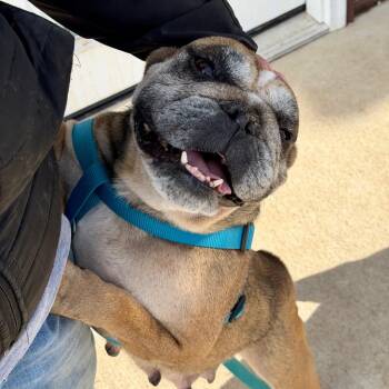 English Bulldog Dogs Available for Adoption in Dekalb, Illinois - Pippa | PetCurious