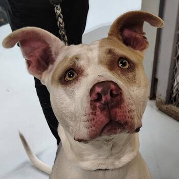 Pit Bull Terrier Dogs Available for Adoption in Springtown, Texas - CSAS-Stray-823 | PetCurious