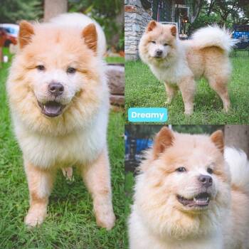 Dreamy -  Chow Chow Dog for Adoption in Houston, Texas - Dreamy | PetCurious
