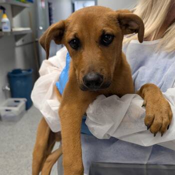 Serpent -  Mixed Breed Dog for Adoption in Greenville, South Carolina - Serpent | PetCurious