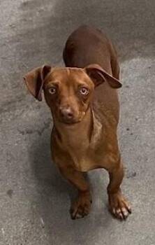 Dachshund Dogs Available for Adoption - Turner | PetCurious