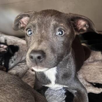 Mixed Breed Dogs Available for Adoption in Lake Jackson, Texas - Serena | PetCurious