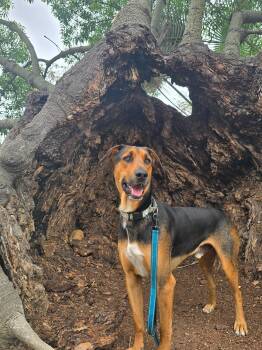 Rescue Doberman Pinscher Dogs for Adoption in Santa Monica, California - Travis | PetCurious
