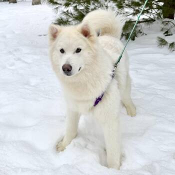 Samoyed Dogs Available for Adoption - Sugar | PetCurious