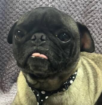 Rescue Pug Dogs for Adoption in Lodi, California - Champion | PetCurious