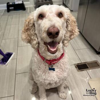 Rosie -  Golden Retriever and Poodle Dog for Adoption in Washington, District Of Columbia - Rosie | PetCurious