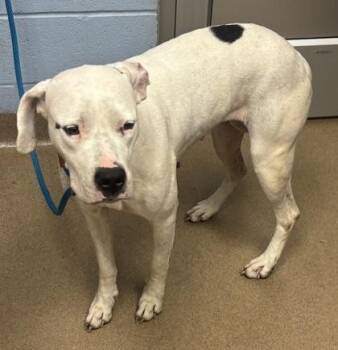 Nesta -  Mixed Breed Dog for Adoption in Chamblee, Georgia - Nesta | PetCurious