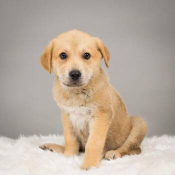 Cattle Dog Dogs Available for Adoption in Minneapolis, Minnesota - Buffalo Bill | PetCurious