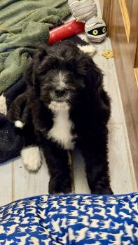 Rescue Standard Poodle and Great Pyrenees Dogs for Adoption in Cincinnati, Ohio - Laverne | PetCurious
