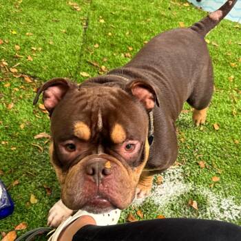 Brisket -  English Bulldog Dog for Adoption in Sunrise, Florida - Brisket | PetCurious