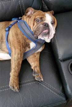 English Bulldog Dogs Available for Adoption in Mckinney, Texas - Bentley | PetCurious