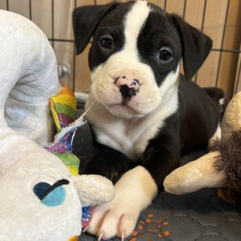 Terrier Dogs Available for Adoption in Tallahassee, Florida - Tigger | PetCurious