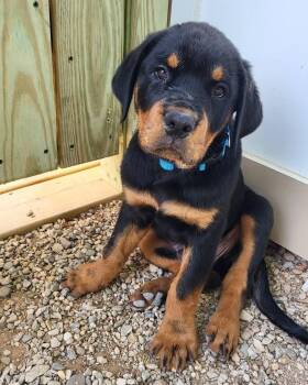 HANS -  Rottweiler Dog for Adoption in Chapel Hill, North Carolina - HANS | PetCurious