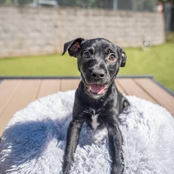 Stefan -  Terrier and Mixed Breed Dog for Adoption in Gainesville, Georgia - Stefan | PetCurious