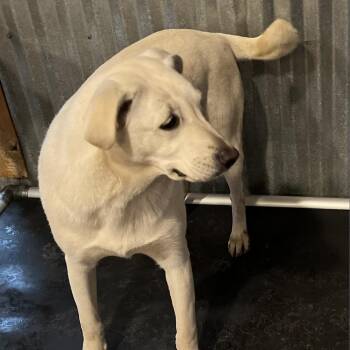 Rescue Labrador Retriever and Mixed Breed Dogs for Adoption in Dallas, Texas - Valentine | PetCurious