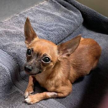Baby Chaos Gremlin -  Chihuahua Dog for Adoption in Walnut Creek, California - Baby Chaos Gremlin | PetCurious