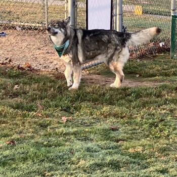 FERA 3980 -  Alaskan Malamute Dog for Adoption in Loxahatchee Groves, Florida - FERA 3980 | PetCurious