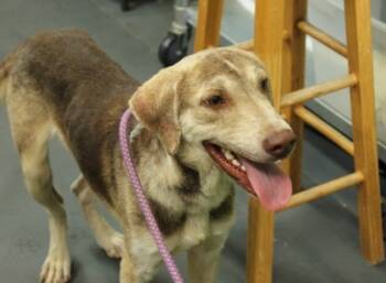 Rescue Labrador Retriever and Mixed Breed Dogs for Adoption in Picayune, Mississippi - Smiley | PetCurious