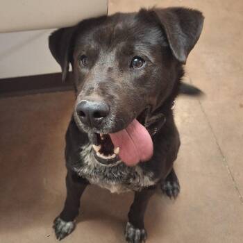 Mixed Breed Dogs Available for Adoption in Flagstaff, Arizona - Constantine | PetCurious