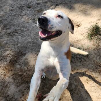 Rescue Mixed Breed Dogs for Adoption in Benson, North Carolina - Ares | PetCurious