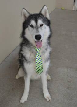 Lobo -  Alaskan Malamute Dog for Adoption in Mckinney, Texas - Lobo | PetCurious