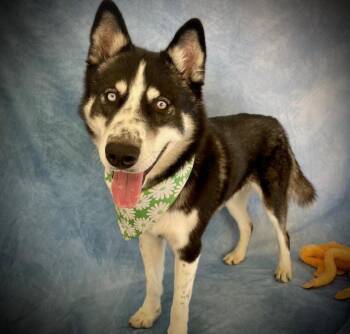 TOBY -  Siberian Husky Dog for Adoption in Salinas, California - TOBY | PetCurious