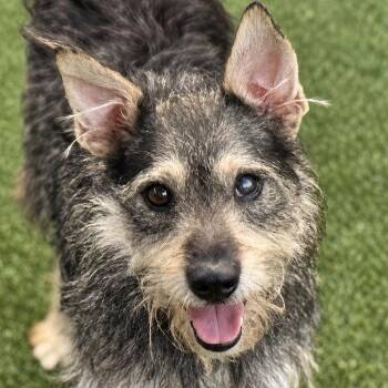 Theo -  Schnauzer Dog for Adoption in Hondo, Texas - Theo | PetCurious