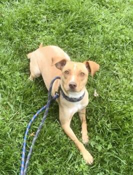Labrador Retriever and Mixed Breed Dogs Available for Adoption in Morton Grove, Illinois - Joshua | PetCurious