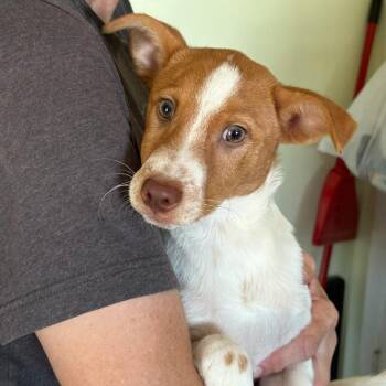 Ollie -  Parson Russell Terrier Dog for Adoption in San Antonio, Texas - Ollie | PetCurious