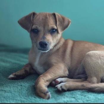 Aramis -  Chihuahua Dog for Adoption in Wiggins, Mississippi - Aramis | PetCurious