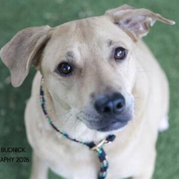 Boomer -  Hound and Mixed Breed Dog for Adoption in Nashville, Tennessee - Boomer | PetCurious