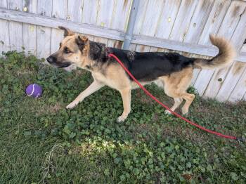 Rescue German Shepherd Dog Dogs for Adoption in Hermiston, Oregon - Ovie Aka Overpass | PetCurious