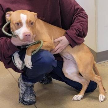 Breakfast Burrito -  Pit Bull Terrier Dog for Adoption in Baltimore, Maryland - Breakfast Burrito | PetCurious