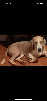 Rescue Coonhound and Mixed Breed Dogs for Adoption in Mount Pleasant, South Carolina - Pepsi | PetCurious