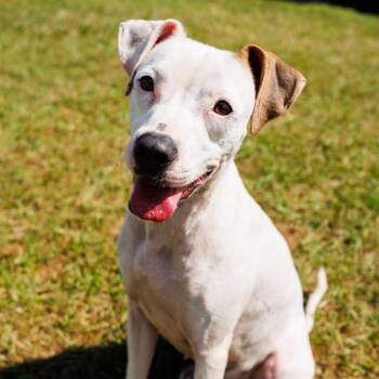 Rescue English Bulldog and Pointer Dogs for Adoption in Valdosta, Georgia - Peppa Pig | PetCurious