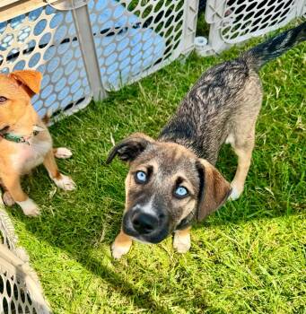 Andarna -  Husky Dog for Adoption in Germantown, Ohio - Andarna | PetCurious