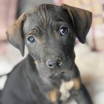 Rhodesian Ridgeback and Labrador Retriever Dogs Available for Adoption in Atlanta, Texas - Benson | PetCurious