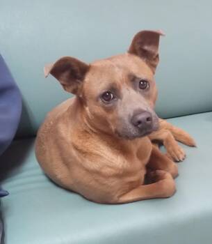 Rescue Shepherd and Hound Dogs for Adoption in Onancock, Virginia - Paprika | PetCurious