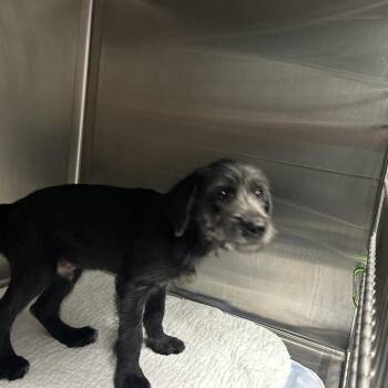 THUNDER -  Poodle Dog for Adoption in Greensboro, North Carolina - THUNDER | PetCurious