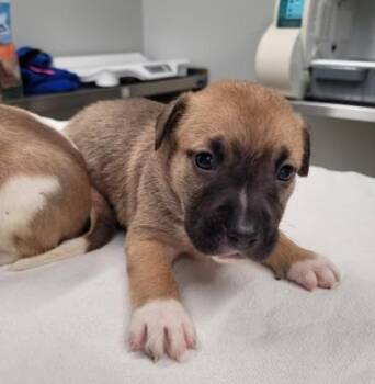 London Bridge -  Mixed Breed Dog for Adoption in Westland, Michigan - London Bridge | PetCurious