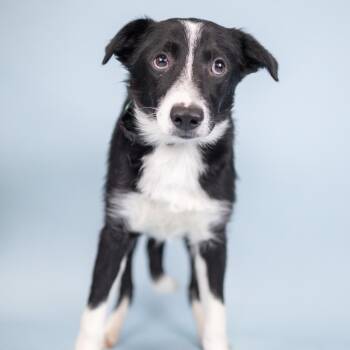 Dennis -  Mixed Breed Dog for Adoption in Portland, Oregon - Dennis | PetCurious