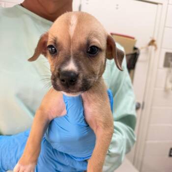 Echo -  Mixed Breed Dog for Adoption in Auburn, Alabama - Echo | PetCurious