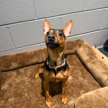 Warren -  Miniature Pinscher Dog for Adoption in Warwick, Rhode Island - Warren | PetCurious