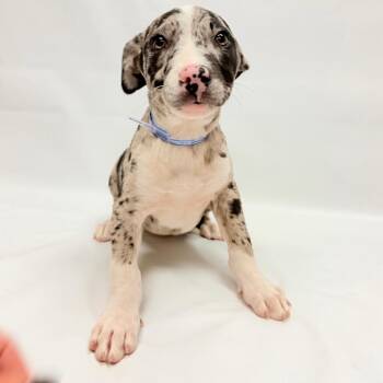 714 (2026) -  Pit Bull Terrier and Mixed Breed Dog for Adoption in Parker, Colorado - 714 (2026) | PetCurious