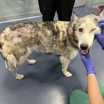 Luna -  Husky Dog for Adoption in Greensboro, North Carolina - Luna | PetCurious