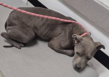 Pit Bull Terrier Dogs Available for Adoption in Lawrenceville, Georgia - Ic 1c Hw + | PetCurious