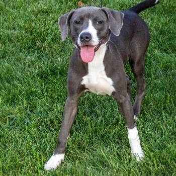 JINX -  Pointer and Pit Bull Terrier Dog for Adoption in St. Louis, Missouri - JINX | PetCurious