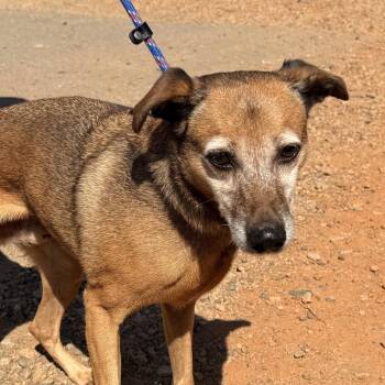 JB -  Mixed Breed Dog for Adoption in Columbia, South Carolina - JB | PetCurious