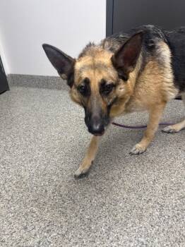 Taffeta -  German Shepherd Dog Dog for Adoption in Van Wert, Ohio - Taffeta | PetCurious